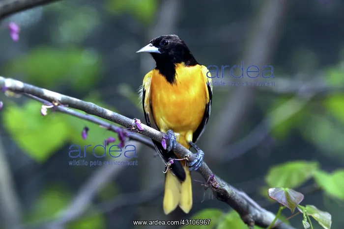 : Male Baltimore Oriole : Male Baltimore Oriole