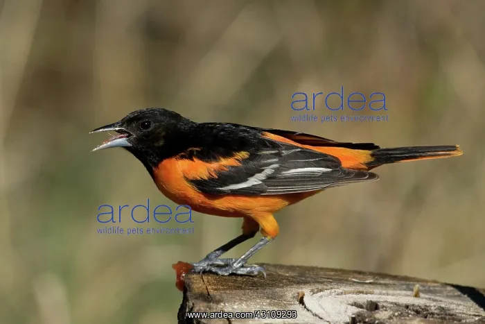 : Male Baltimore Oriole : Male Baltimore Oriole