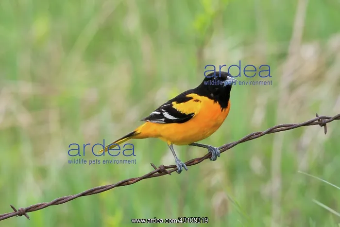 : Male Baltimore Oriole : Male Baltimore Oriole