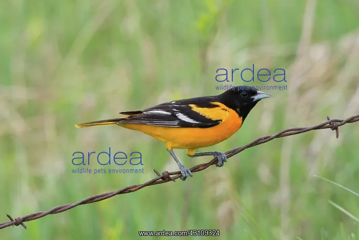 : Male Baltimore Oriole : Male Baltimore Oriole
