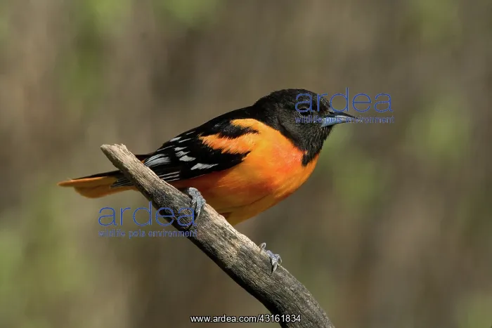 : Male Baltimore Oriole : Male Baltimore Oriole