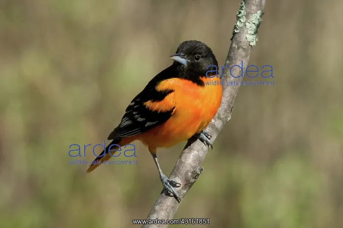: Male Baltimore Oriole : Male Baltimore Oriole