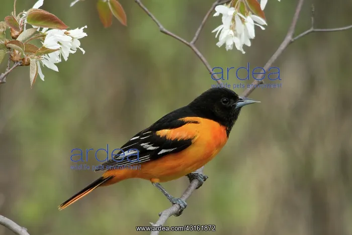 : Male Baltimore Oriole : Male Baltimore Oriole
