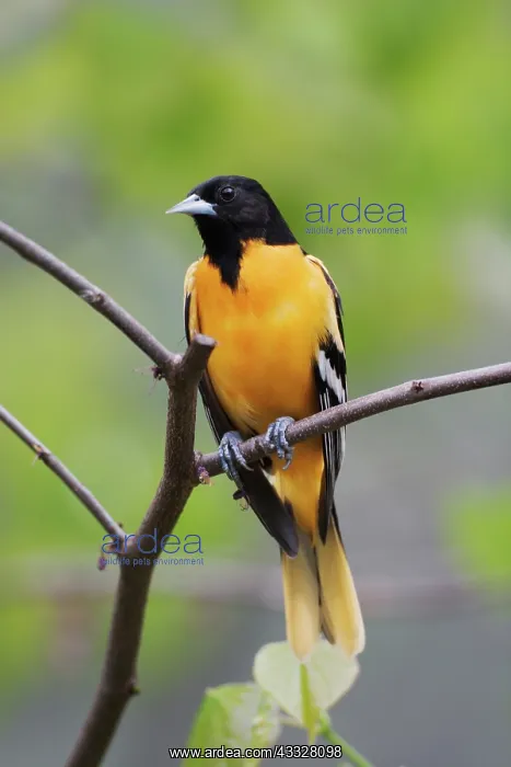 : Male Baltimore Oriole, Icterus galbula : Male Baltimore Oriole, Icterus galbula