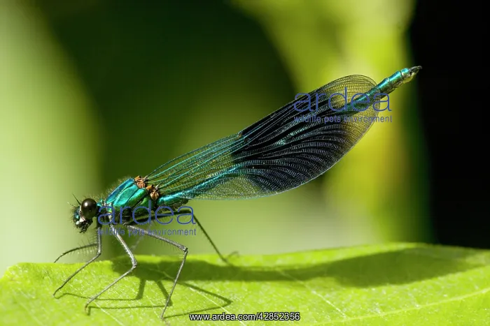 : Male Banded Demoiselle : Male Banded Demoiselle