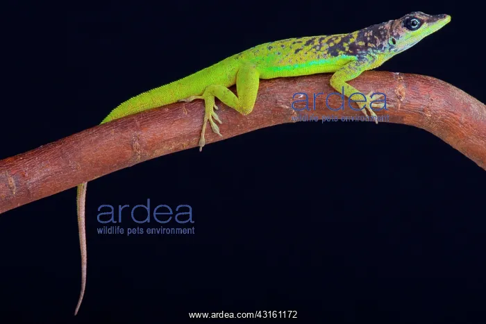 : The male Barbados Anole (Anolis extremus) is a pallet : The male Barbados Anole (Anolis extremus) is a pallet
