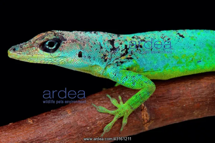 : The male Barbados Anole (Anolis extremus) is a pallet : The male Barbados Anole (Anolis extremus) is a pallet