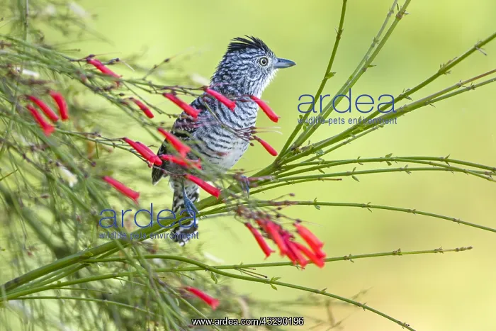 : Male of Barred Antshrike (Thamnophilus doliatus : Male of Barred Antshrike (Thamnophilus doliatus