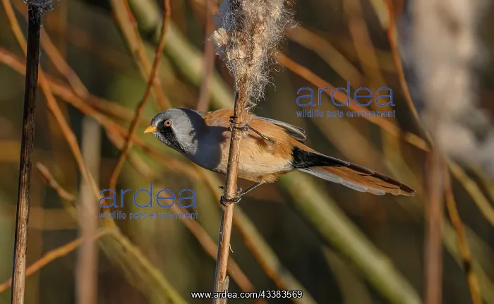 : Male Bearded Reedling, Panurus biarmicus, feedin : Male Bearded Reedling, Panurus biarmicus, feedin