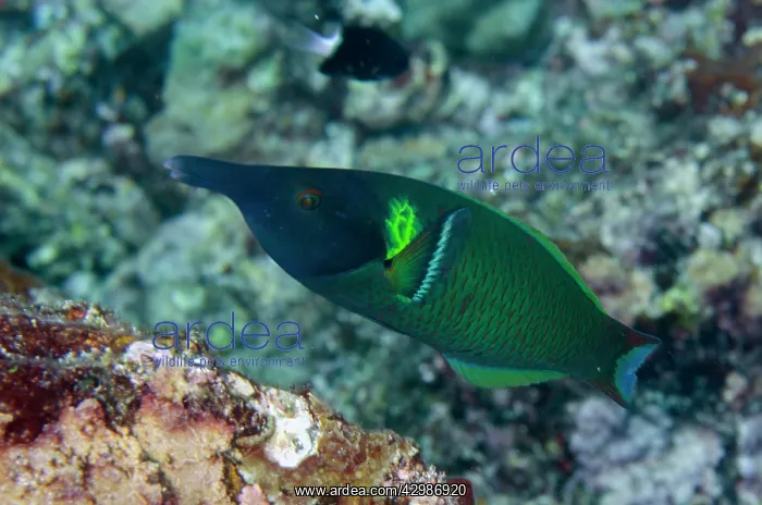  : Male Birdnose Wrasse - Sahaung Pinnacle dive