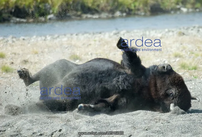 : Male bison - Dust bathing, this behaviour is more : Male bison - Dust bathing, this behaviour is more