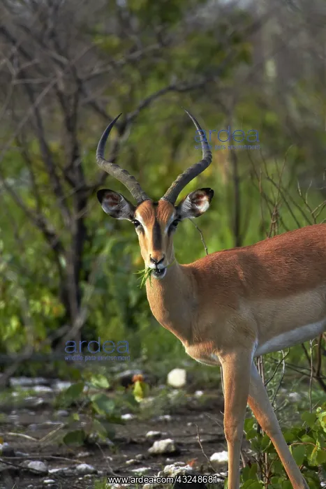 : Male Black-faced impala ( Aepyceros melampus : Male Black-faced impala ( Aepyceros melampus