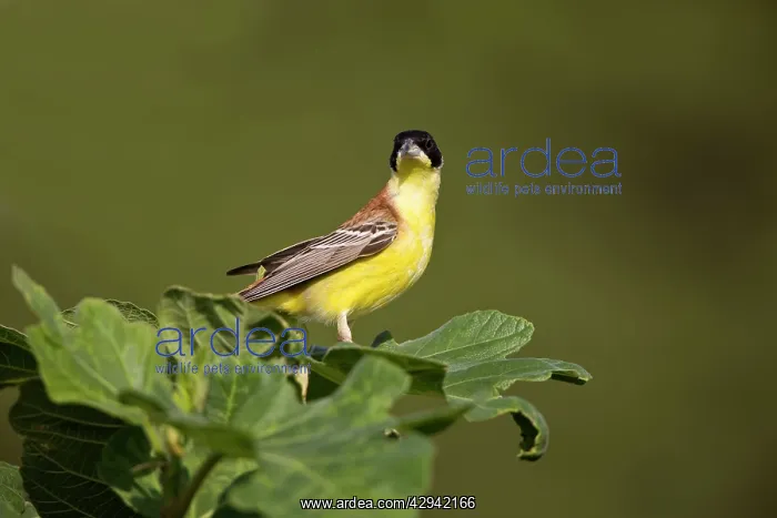 : Male Black-headed Bunting : Male Black-headed Bunting