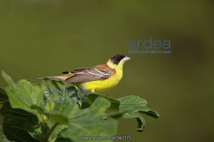 : Male Black-headed Bunting : Male Black-headed Bunting