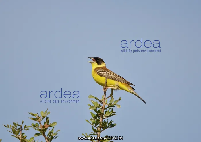 : Male Black-headed Bunting singing on territory : Male Black-headed Bunting singing on territory
