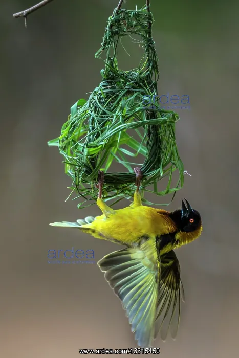 : Male Black Headed weaver flaps his wings to attr : Male Black Headed weaver flaps his wings to attr