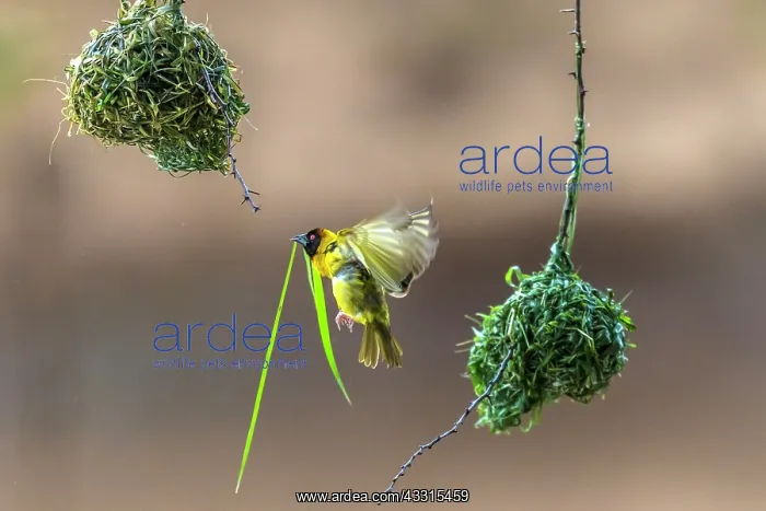  : Male Black Headed weaver flies with a grass stem