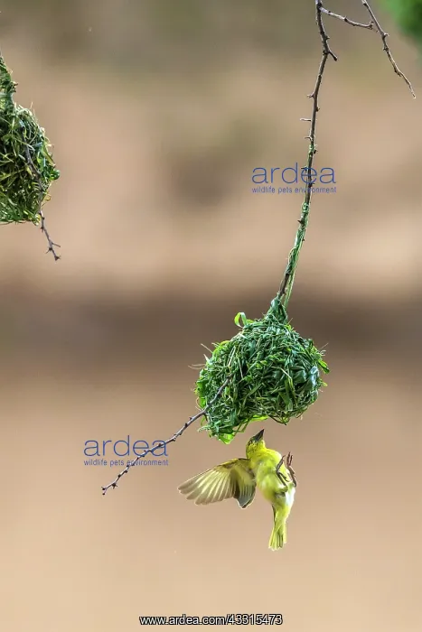 : Male Black Headed weaver flies to inspect his ne