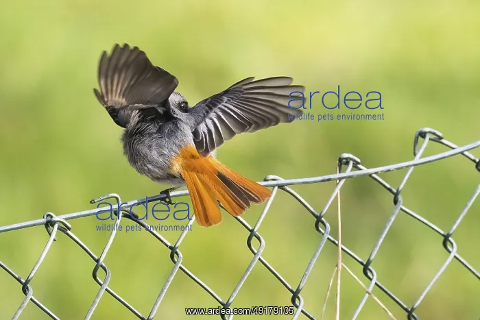 : A male black redstart (Phoenicurus ochruros) sitting on a wire mesh fence with its wings outstretched : A male black redstart (Phoenicurus ochruros) sitting on a wire mesh fence with its wings outstretched