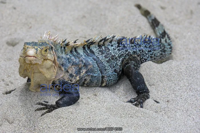 : Male black spiny-tailed iguana (Ctenosaura similis) : Male black spiny-tailed iguana (Ctenosaura similis)