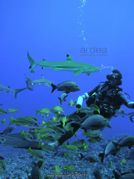 : Male Black-tip / Blacktip Reef shark - A small : Male Black-tip / Blacktip Reef shark - A small