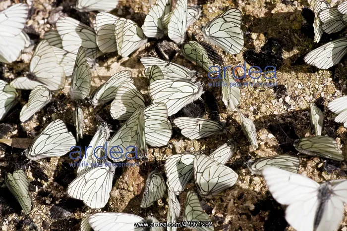: Male Black-veined White butterflies - gathering : Male Black-veined White butterflies - gathering