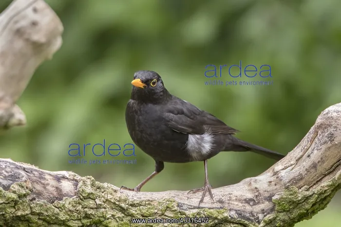 : Male Blackbird - Norfolk UK : Male Blackbird - Norfolk UK