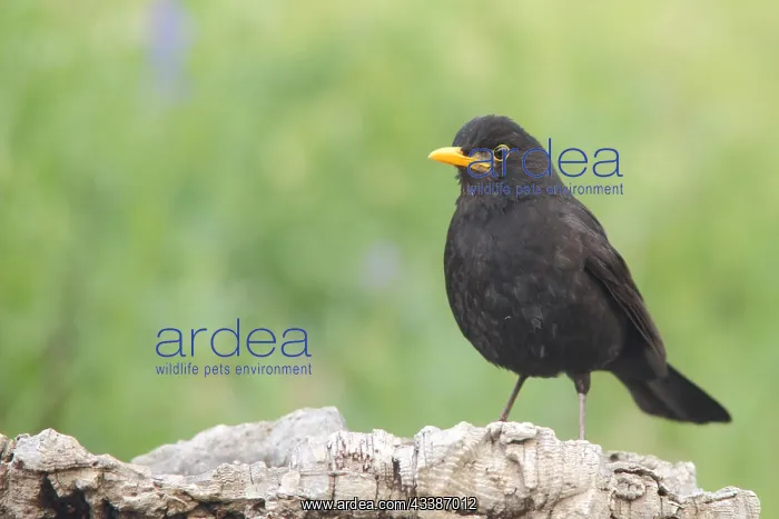 : Male blackbird (Turdus merula), Berzogana, Guadalupe : Male blackbird (Turdus merula), Berzogana, Guadalupe