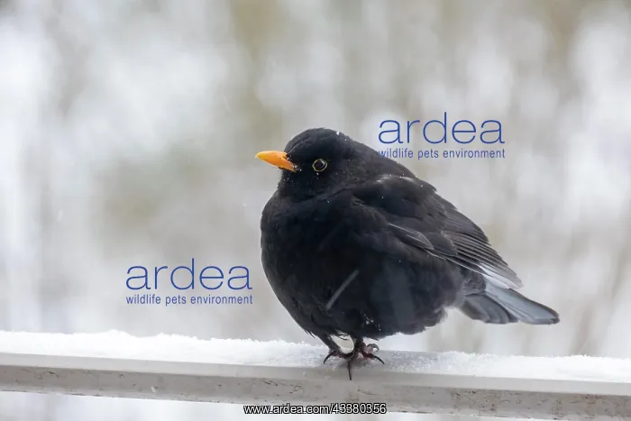 : Male blackbird (Turdus merula), Mansterland, North : Male blackbird (Turdus merula), Mansterland, North