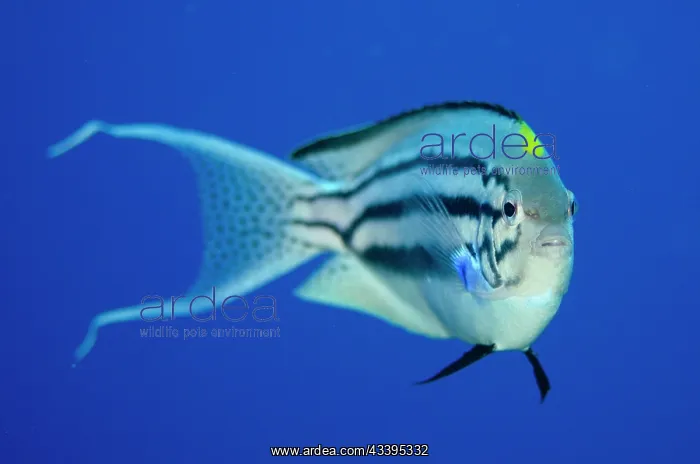  : Male Blackstriped Angelfish