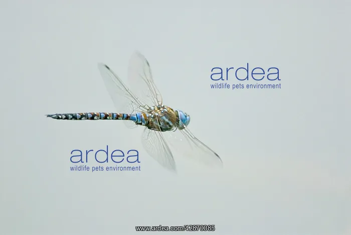 : Male Blue-eyed Darner Dragonfly - flying over pond : Male Blue-eyed Darner Dragonfly - flying over pond
