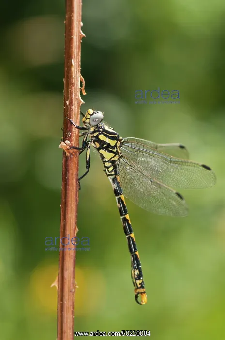 : Male of blue-eyed hook-tailed dragonfly (Onychogomphus uncatus) resting on branch, Liguria, Italy : Male of blue-eyed hook-tailed dragonfly (Onychogomphus uncatus) resting on branch, Liguria, Italy