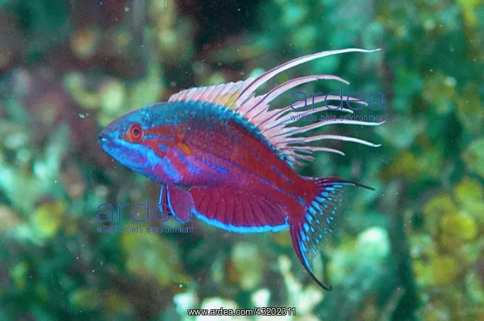 : Male Blue Flasherwrasse - displaying by flashing : Male Blue Flasherwrasse - displaying by flashing