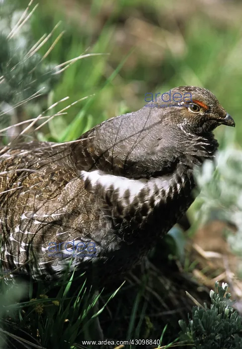 : Male Blue Grouse : Male Blue Grouse