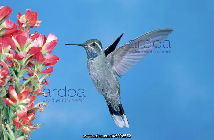 : Male Blue-throated Hummingbird : Male Blue-throated Hummingbird