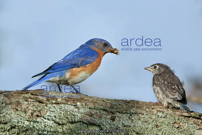 : Male Bluebird and fledgling : Male Bluebird and fledgling