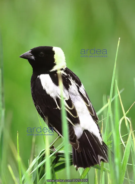 : Male Bobolink : Male Bobolink