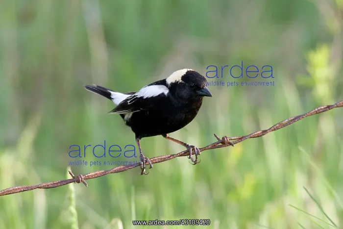 : Male Bobolink : Male Bobolink