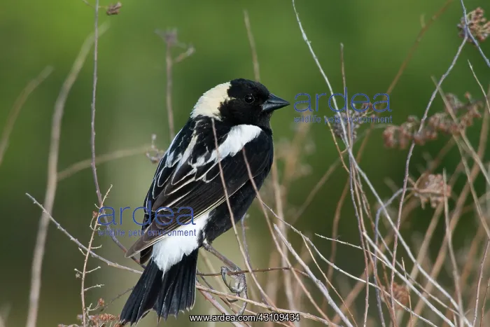 : Male Bobolink : Male Bobolink