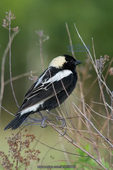 : Male Bobolink : Male Bobolink