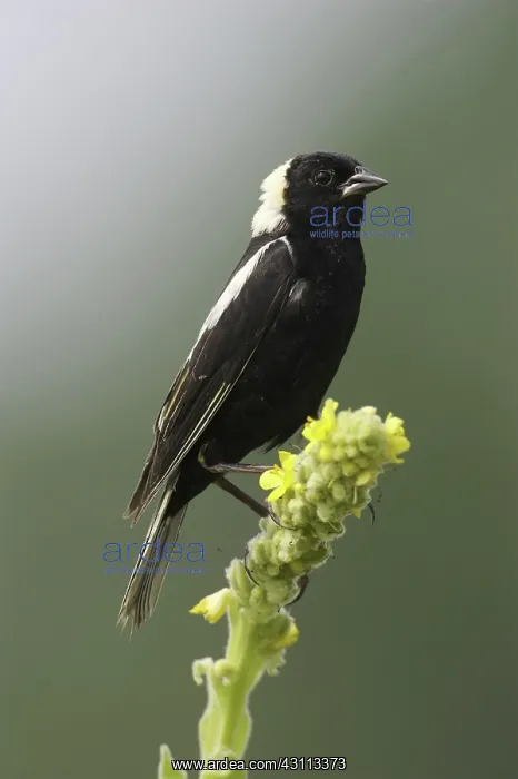 : Male Bobolink (Dolichonyx oryzivorous) : Male Bobolink (Dolichonyx oryzivorous)