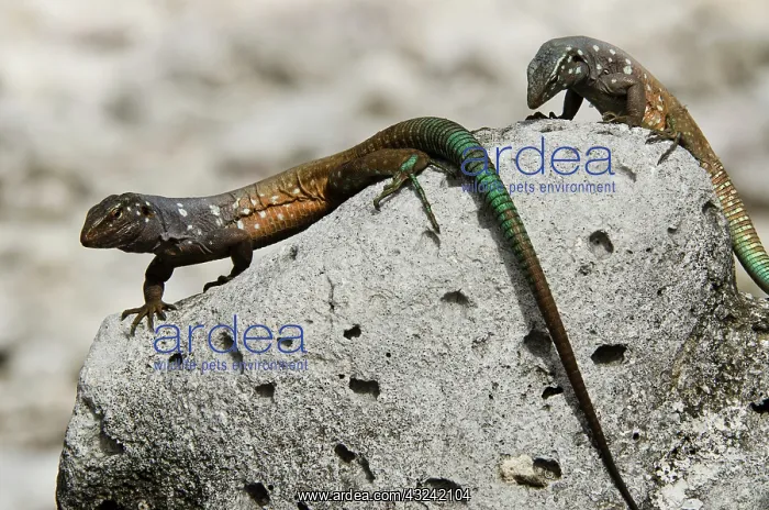 : Male Bonaire Whiptail Lizard (Cnemidophorus : Male Bonaire Whiptail Lizard (Cnemidophorus