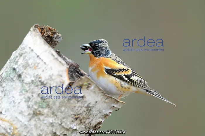 : Birch. Male Brambling (Fringilla montifringilla) perched on a broken unidentified Birch : Birch. Male Brambling (Fringilla montifringilla) perched on a broken unidentified Birch
