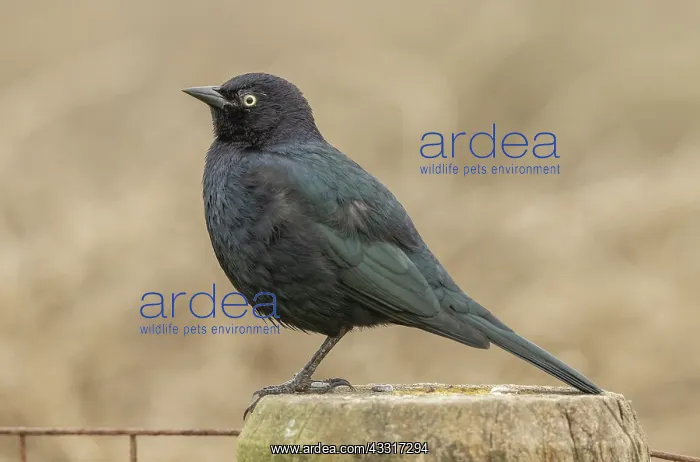 : Male Brewers blackbird, Euphagus cyanocephalus : Male Brewers blackbird, Euphagus cyanocephalus