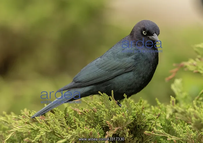 : Male Brewers blackbird, Euphagus cyanocephalus : Male Brewers blackbird, Euphagus cyanocephalus