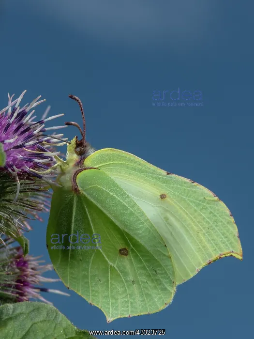 : Male Brimstone butterfly, Gonepteryx rhamni, feeding : Male Brimstone butterfly, Gonepteryx rhamni, feeding