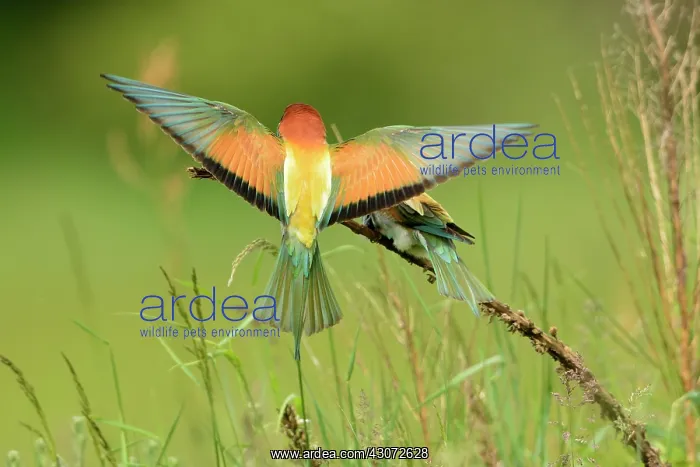 : Male brings an offering : Male brings an offering