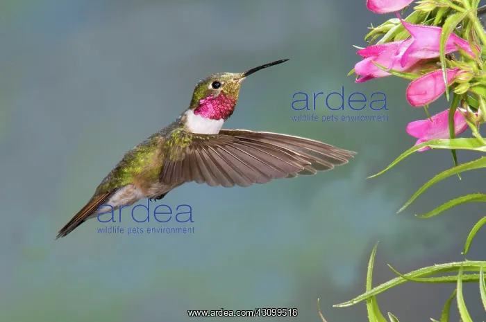 : Male Broad-tailed Hummingbird : Male Broad-tailed Hummingbird