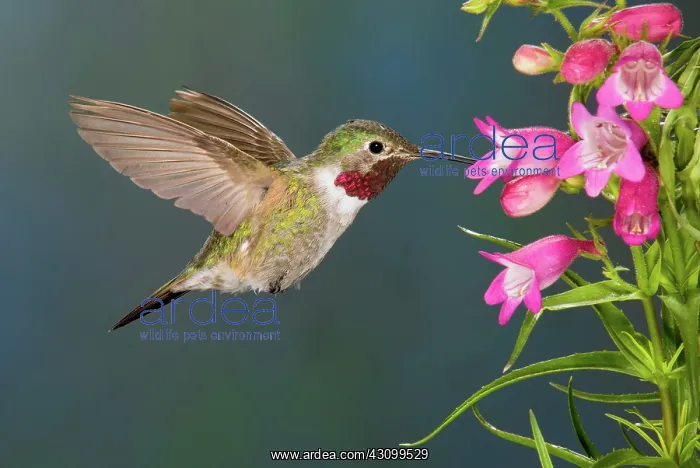 : Male Broad-tailed Hummingbird : Male Broad-tailed Hummingbird