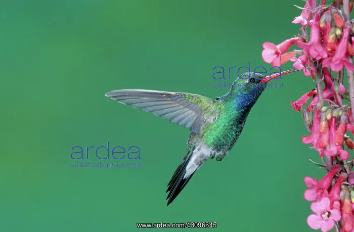 : Male Broadbill Hummingbird hovering : Male Broadbill Hummingbird hovering